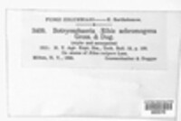 Neofusicoccum ribis image